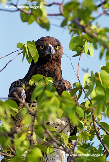 Aquila marziale 78-17-08